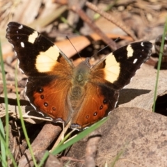 Vanessa itea (Yellow Admiral) at Cotter River, ACT - 20 Sep 2019 by rawshorty
