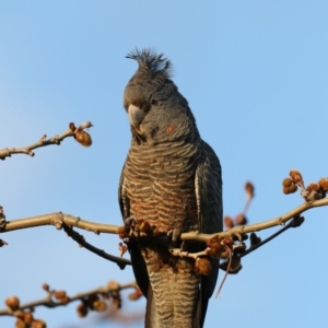 Callocephalon fimbriatum at Chifley, ACT - suppressed