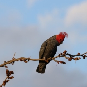 Callocephalon fimbriatum at Chifley, ACT - 20 Sep 2019