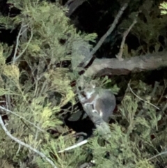 Pseudocheirus peregrinus (Common Ringtail Possum) at Hackett, ACT - 20 Sep 2019 by Jubeyjubes