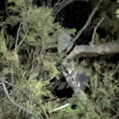 Pseudocheirus peregrinus at Hackett, ACT - 20 Sep 2019