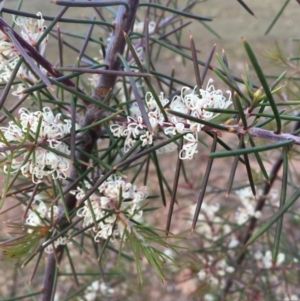 Hakea sericea at Majura, ACT - 20 Sep 2019