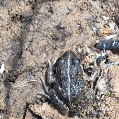 Limnodynastes tasmaniensis (Spotted Grass Frog) at Majura, ACT - 20 Sep 2019 by jbromilow50