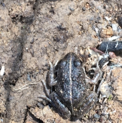 Limnodynastes tasmaniensis (Spotted Grass Frog) at Mount Ainslie - 20 Sep 2019 by jb2602