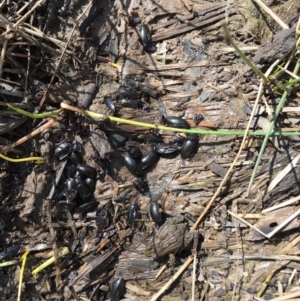 Crinia signifera at Majura, ACT - 20 Sep 2019