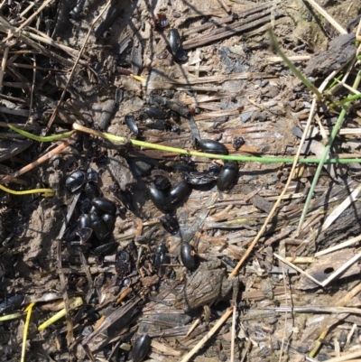 Crinia signifera (Common Eastern Froglet) at Mount Ainslie - 20 Sep 2019 by jb2602