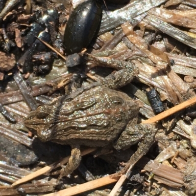 Crinia signifera (Common Eastern Froglet) at Mount Ainslie - 20 Sep 2019 by jb2602
