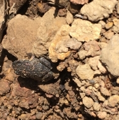 Uperoleia laevigata (Smooth Toadlet) at Mount Ainslie - 20 Sep 2019 by jb2602