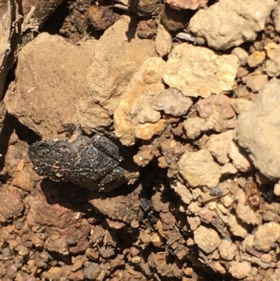 Uperoleia laevigata (Smooth Toadlet) at Majura, ACT - 20 Sep 2019 by jbromilow50