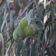 Polytelis swainsonii (Superb Parrot) at Deakin, ACT - 20 Sep 2019 by LisaH