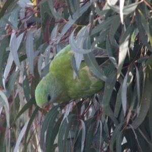 Polytelis swainsonii at Deakin, ACT - suppressed