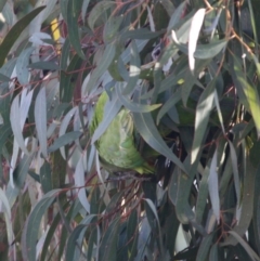 Polytelis swainsonii at Deakin, ACT - suppressed