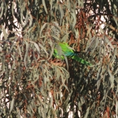 Polytelis swainsonii at Deakin, ACT - suppressed