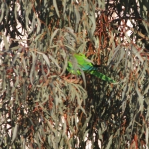 Polytelis swainsonii at Deakin, ACT - suppressed