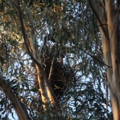 Corvus coronoides (Australian Raven) at Hughes Grassy Woodland - 19 Sep 2019 by LisaH