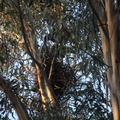 Corvus coronoides (Australian Raven) at Hughes, ACT - 19 Sep 2019 by LisaH
