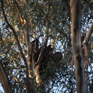 Corvus coronoides at Hughes, ACT - 20 Sep 2019