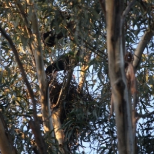 Corvus coronoides at Hughes, ACT - 20 Sep 2019