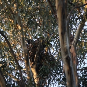 Corvus coronoides at Hughes, ACT - 20 Sep 2019