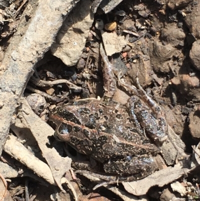 Limnodynastes tasmaniensis (Spotted Grass Frog) at Mount Ainslie - 20 Sep 2019 by jb2602