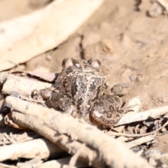 Limnodynastes tasmaniensis at Majura, ACT - 20 Sep 2019