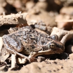 Limnodynastes tasmaniensis at Majura, ACT - 20 Sep 2019