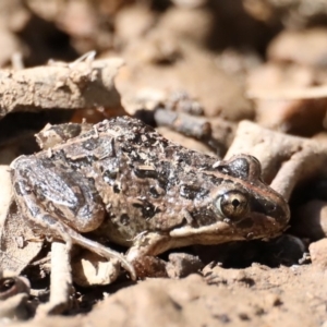 Limnodynastes tasmaniensis at Majura, ACT - 20 Sep 2019