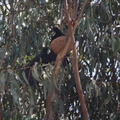 Corcorax melanorhamphos (White-winged Chough) at Red Hill to Yarralumla Creek - 20 Sep 2019 by LisaH