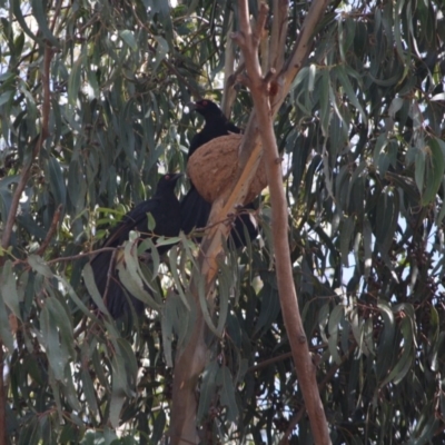 Corcorax melanorhamphos (White-winged Chough) at Hughes Grassy Woodland - 20 Sep 2019 by LisaH