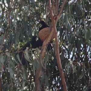 Corcorax melanorhamphos at Hughes, ACT - 20 Sep 2019