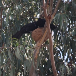 Corcorax melanorhamphos at Hughes, ACT - 20 Sep 2019