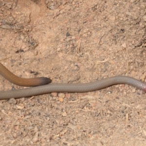 Aprasia parapulchella at Molonglo River Reserve - 19 Sep 2019