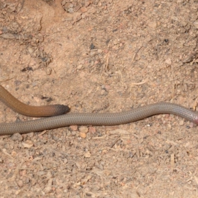 Aprasia parapulchella (Pink-tailed Worm-lizard) at Dunlop, ACT - 19 Sep 2019 by Harrisi