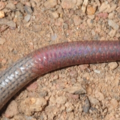 Aprasia parapulchella at Molonglo River Reserve - suppressed