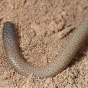 Aprasia parapulchella at Molonglo River Reserve - 19 Sep 2019