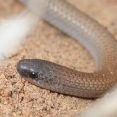 Aprasia parapulchella at Molonglo River Reserve - 19 Sep 2019