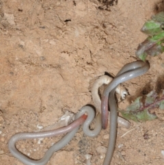 Aprasia parapulchella at Molonglo River Reserve - 19 Sep 2019