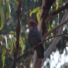 Callocephalon fimbriatum (Gang-gang Cockatoo) at Red Hill to Yarralumla Creek - 19 Sep 2019 by LisaH
