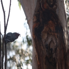 Callocephalon fimbriatum at Hughes, ACT - suppressed