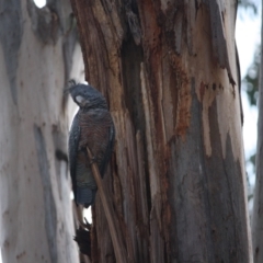 Callocephalon fimbriatum at Hughes, ACT - suppressed