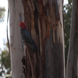 Callocephalon fimbriatum at Hughes, ACT - suppressed