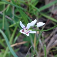 Wurmbea dioica subsp. dioica (Early Nancy) at Deakin, ACT - 20 Sep 2019 by JackyF