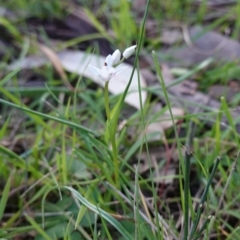 Wurmbea dioica subsp. dioica at Deakin, ACT - 20 Sep 2019