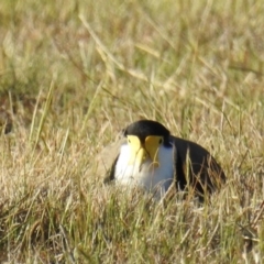 Vanellus miles (Masked Lapwing) at Kambah, ACT - 18 Sep 2019 by HelenCross