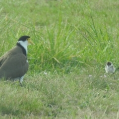 Vanellus miles (Masked Lapwing) at Kambah, ACT - 20 Sep 2019 by HelenCross