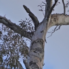 Callocephalon fimbriatum at Hughes, ACT - 20 Sep 2019