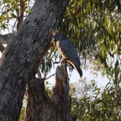 Callocephalon fimbriatum at Hughes, ACT - suppressed