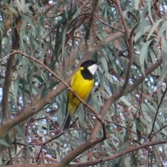 Pachycephala pectoralis (Golden Whistler) at Red Hill Nature Reserve - 20 Sep 2019 by JackyF