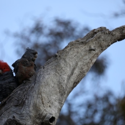 Callocephalon fimbriatum (Gang-gang Cockatoo) at Mount Ainslie - 20 Sep 2019 by jbromilow50