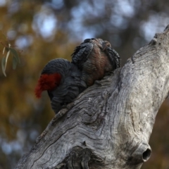 Callocephalon fimbriatum at Ainslie, ACT - 20 Sep 2019